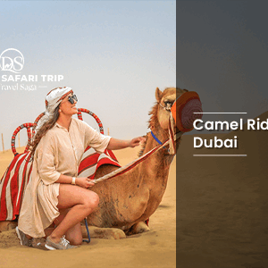 Book Camel Ride Dubai desert camel experience