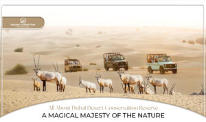 Dubai Desert Conservation Reserve | Dubai Desert Conservation Reserve activities Blog Banner By Dubai Desert Safari Trip